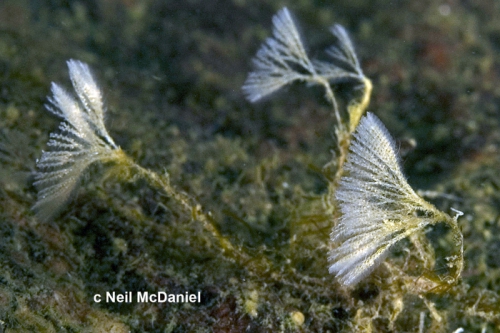 Caulibugula californica