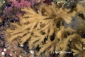 Bryozoa (moss animals)