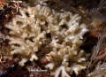 Bryozoa (moss animals)