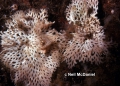 Bryozoa (moss animals)