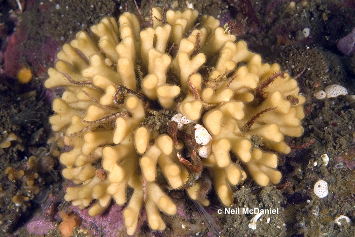 Heteropora pacifica Heteropora pacifica