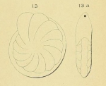 Robulina marginata d'Orbigny, 1852