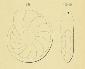 Robulina marginata d'Orbigny, 1852