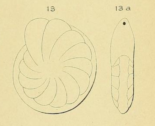 Robulina marginata d'Orbigny, 1852 Robulina marginata d'Orbigny, 1852