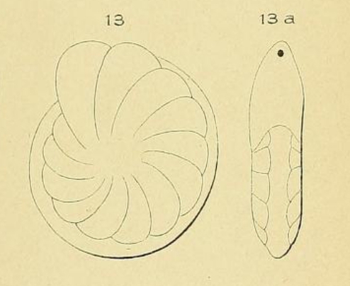 Robulina marginata d'Orbigny, 1852