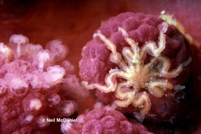 Tanystylum grossifemorum Tanystylum grossifemorum