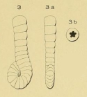 Spirolina laevigata d'Orbigny, 1850