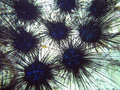 Echinodermata (echinoderms)