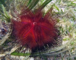 Astropyga radiata in seagrass