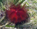 Echinodermata (echinoderms)