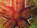 Echinodermata (echinoderms)