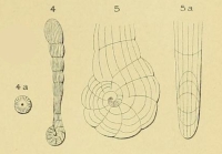 Spirolina pedum d'Orbigny, 1850