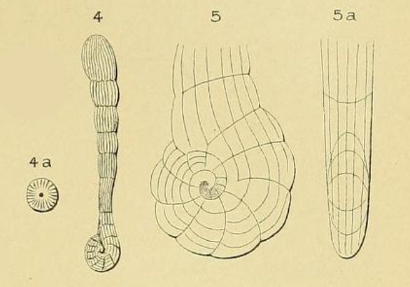 Spirolina pedum d'Orbigny, 1850