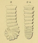 Spirolina striata d'Orbigny, 1850