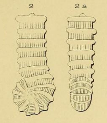 Spirolina striata d'Orbigny, 1850 Spirolina striata d'Orbigny, 1850