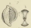 Chromista - Foraminifera (foraminifers)