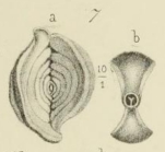 Spiroloculina angulosa Terquem, 1878