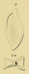 Chromista - Foraminifera (foraminifers)