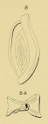 Spiroloculina angulosa d'Orbigny in Fornasini, 1904