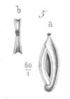 Spiroloculina bicarinata d'Orbigny in Terquem, 1882