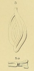 Spiroloculina bicarinata d'Orbigny in Terquem, 1882