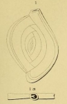 Spiroloculina depressa d'Orbigny, 1826