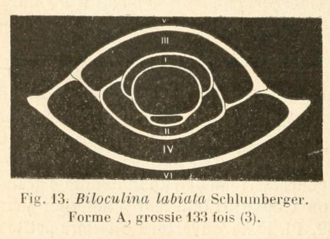 Biloculina labiata Schlumberger, 1891