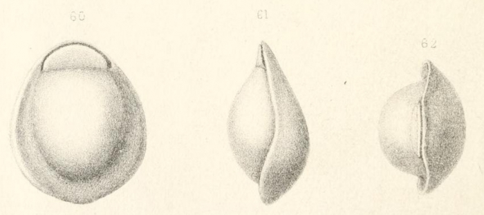 Biloculina labiata Schlumberger, 1891
