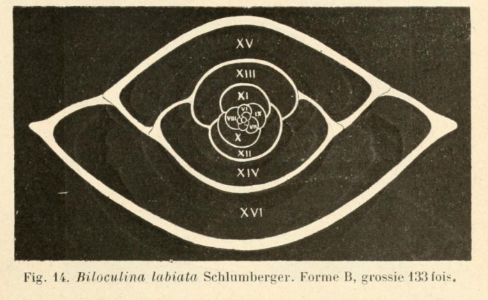 Biloculina labiata Schlumberger, 1891