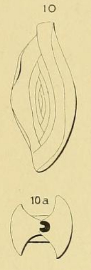 Spiroloculina elongata d'Orbigny, 1852