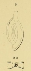 Spiroloculina grateloupi d'Orbigny, 1852