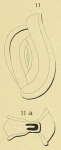 Spiroloculina limbata d'Orbigny, 1826