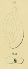 Spiroloculina lyra d'Orbigny, 1852