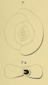 Chromista - Foraminifera (foraminifers)