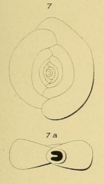 Spiroloculina orbicularis d'Orbigny, 1852