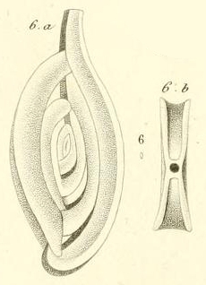 Spiroloculina perforata d'Orbigny in Guérin-Méneville, 1832 Spiroloculina perforata d'Orbigny in Guérin-Méneville, 1832