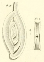 Spiroloculina perforata d'Orbigny in Guérin-Méneville, 1832