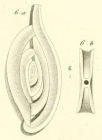 Spiroloculina perforata d'Orbigny in Guin-Meville, 1832