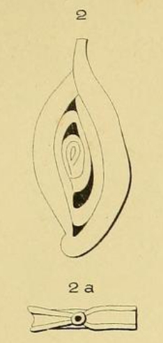 Spiroloculina perforata d'Orbigny in Gu�rin-M�neville, 1832