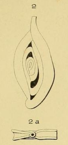 Spiroloculina perforata d'Orbigny in Guérin-Méneville, 1832