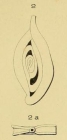 Spiroloculina perforata d'Orbigny in Guin-Meville, 1832