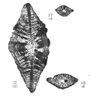 Lepidocyclina morgani Lemoine and R. Douvillé, 1904