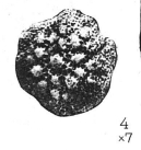 Lepidocyclina morgani Lemoine and R. Douvillé, 1904