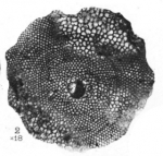 Lepidocyclina morgani Lemoine and R. Douvillé, 1904