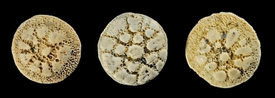 Nephrolepidina morgani (Lemoine and R. Douvillé, 1904)