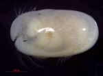 Cylindroleberis, author: Brandão, Simone Nunes & Yasuhara Moriaki