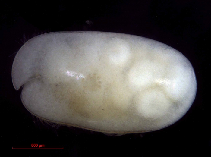 Cylindroleberidoidea - Cylindroleberididae