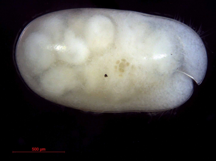 Cylindroleberididae