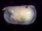 Conchoecia hyalophyllum