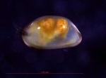 Bythocyprididae